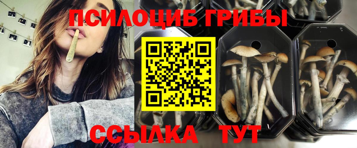 Волжск  Псилоцибиновые грибы прущие грибы  Вход с VPN 